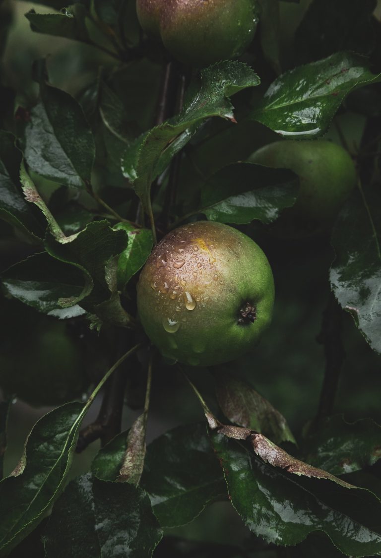 A Word About … Apples