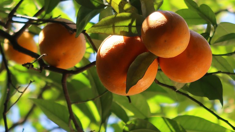 Oranges