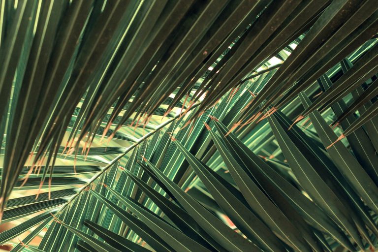 A Word About … Palms