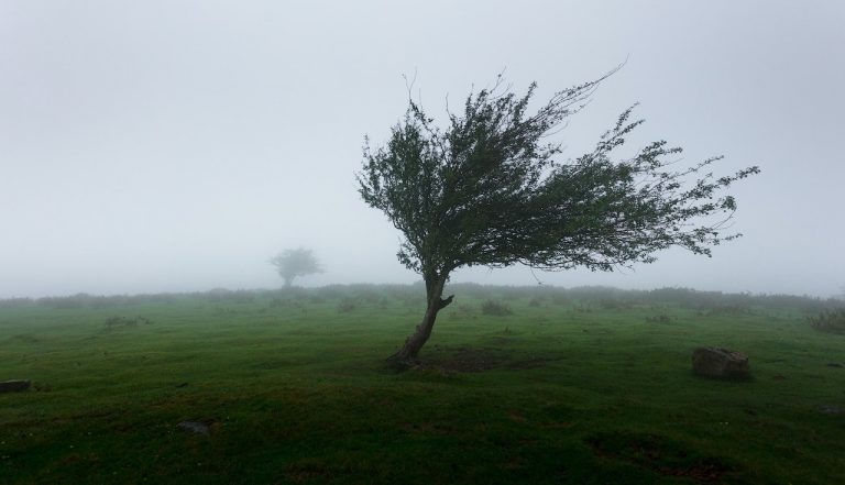 Wind