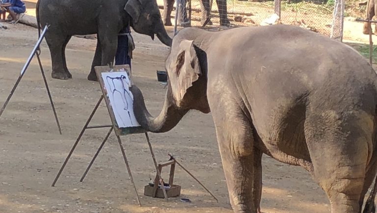 Elephants