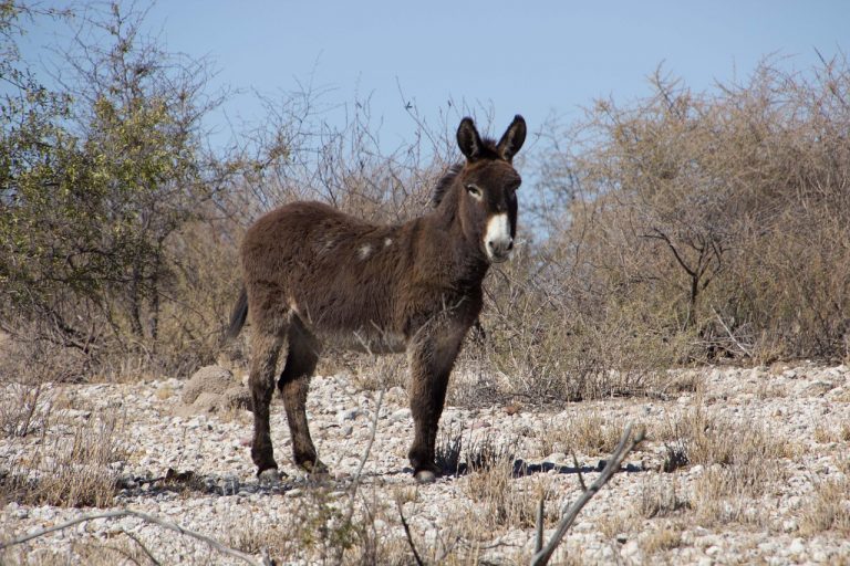 Donkey