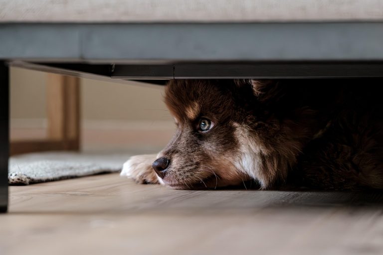 Shame.dog