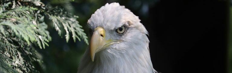Eagle1