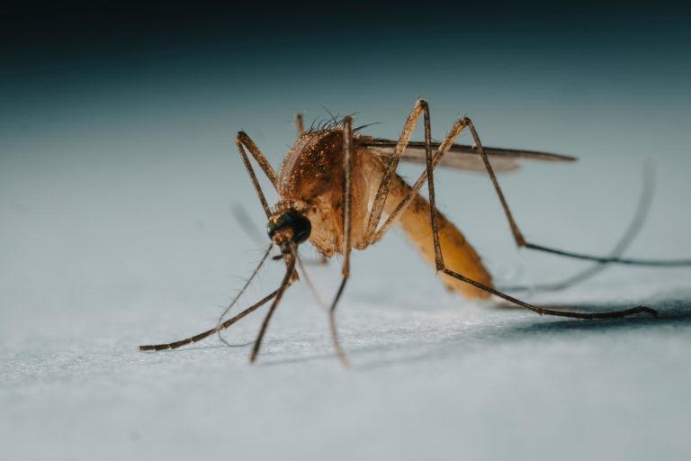 Hate.Mosquito