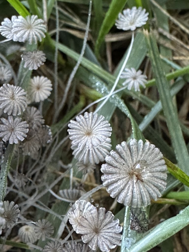 Mushrooms