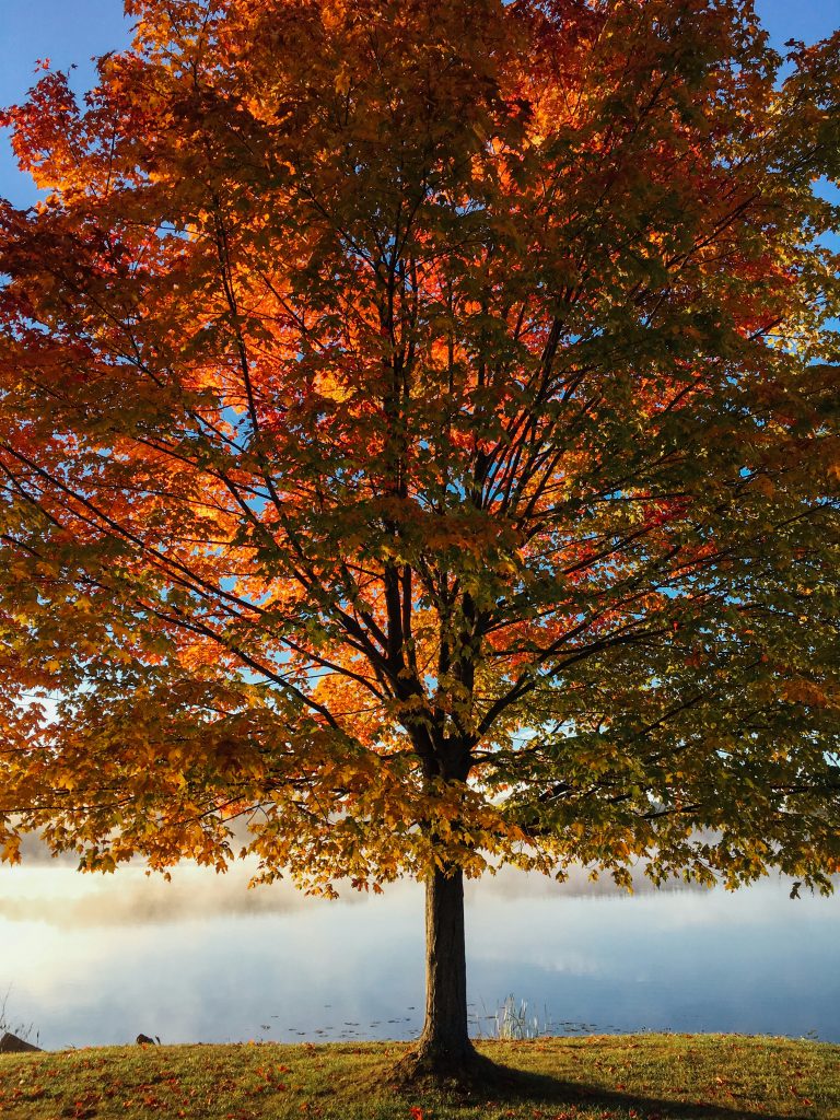 Trees