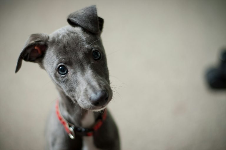 puppy2